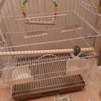 قفس عروس طوطی