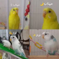 مرغ عشق خوشرنگ بازیگوش سالم