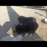 واگذاری سگ بومی|سگ|سقز, |دیوار