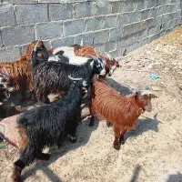 10 راس کهره نر تمیز در جم و گله دار