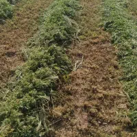 یونجه خرمنکوب شده