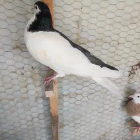 کله سیاه نر  وراست سیاه