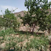 باغ-درخت-توت-و-بادام