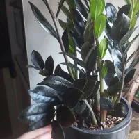 زامفولیای بلک|گل و گیاه طبیعی|رشت, جانبازان|دیوار