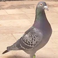 کبوتر سبز آلمانی پلاکی مسافتی جفتگاه پرشی