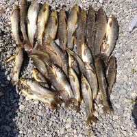 ماهی بزرگ و تازه