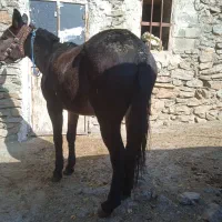 قاطر|حیوانات مزرعه|بانه, |دیوار