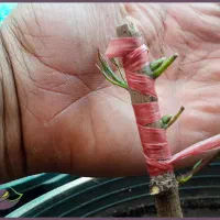 پیوند انواع پسته