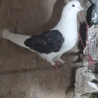 کبوتر|پرنده|اردبیل, |دیوار