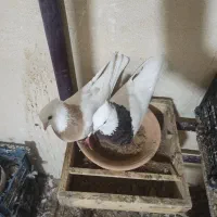 کبوترطوقی|پرنده|هرسین, |دیوار