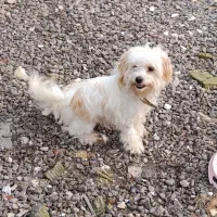 سگ پا کوتاه