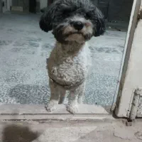 فروش سگ خونگی