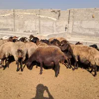 ۲۶ راس میش افشاری جوان آبستن سنگین بره دار|حیوانات مزرعه|شهریار, شهریار|دیوار