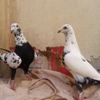 گراف سوسکی  پلنگ|پرنده|مشهد, کوشش|دیوار