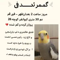 عروس هلندی گم شده|حیوانات|قم, کیوانفر|دیوار