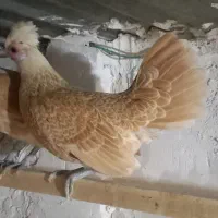 سبرایت کاکلی وارداتی
