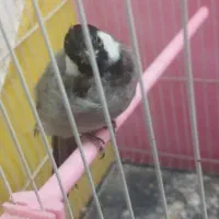سهره
