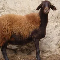 فروش بره و گوسفند