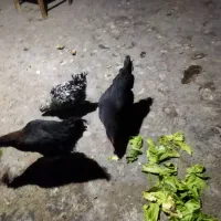 مرغ گلین|حیوانات مزرعه|اصفهان, قهجاورستان|دیوار