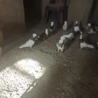 کفتر|پرنده|سبزوار, شهرک ابوذر|دیوار