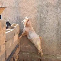 کهره نر برا بزری