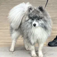 ‌پامر اشپیتز شیطون