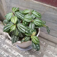 گل مجلسی