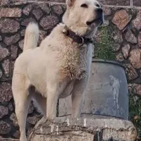 سگ الابای
