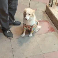 واگذاری سگ بازیگوش