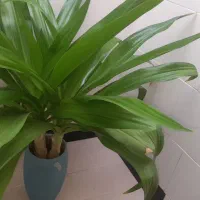 سه عدد گل برای گل خانه