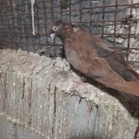 ماده سرخ|پرنده|شهرضا, |دیوار