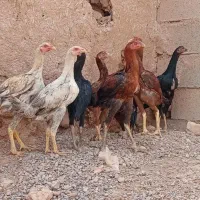 جوجه لاری 4نیم ماه