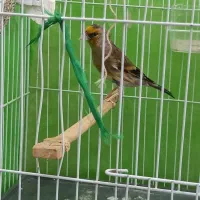 سهره قناری|پرنده|ساری, |دیوار