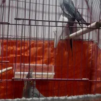 عروس، فنچ،مرغ عشق، قفس