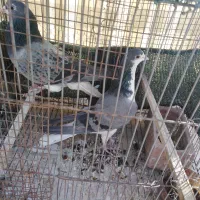 2جفت کفتر|پرنده|شاهین‌شهر, مورچه خورت|دیوار