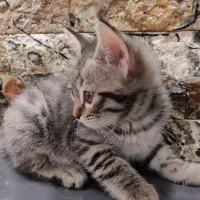 جوجه پرشین