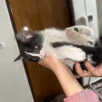 واگذاری گربه