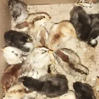 دستگاه جوجه کشی ۲۵۲ تایی سیمرغ|ماشینآلات صنعتی|سپیدان, |دیوار