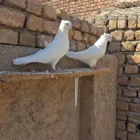 کبوتر خوشرنگ سیاه شصتی چپ سفید اراکی هفرنگ پرشی|پرنده|بوئین زهرا, |دیوار