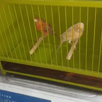 قناری|پرنده|کرج, دولت‌آباد|دیوار