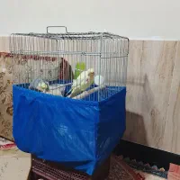 یک جفت عروس هلندی