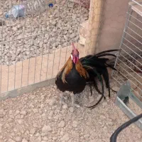 خروس فونیکس