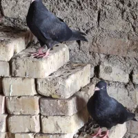 کبورت دورگ|پرنده|کارون, |دیوار