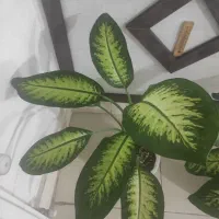 گل دیفن|گل و گیاه طبیعی|ساوه, |دیوار