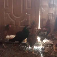 مرغ خروس لاری|حیوانات مزرعه|مشهد, شهرک امام سجاد|دیوار