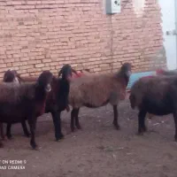 پنج عدد گوسفند دوساله وسه ساله ویک بز آبستن