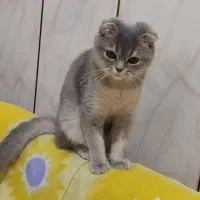 واگذاری گربه اسکاتیش گوش فولد