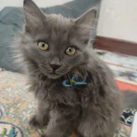 گربه میکس پرشین