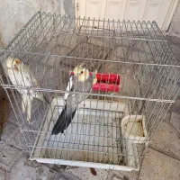 طوطی عروس هلندی