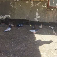 کبوتر|پرنده|چناران, |دیوار